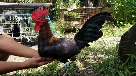 Search result for ' manok for sale .